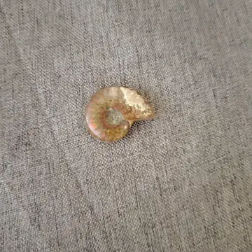 오팔화 암모나이트 화석 약 4cm 라이트 핑크
