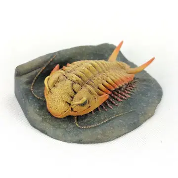 국립 과학 박물관 삼엽충 세로우리네라 피규어 카이요도 한정판