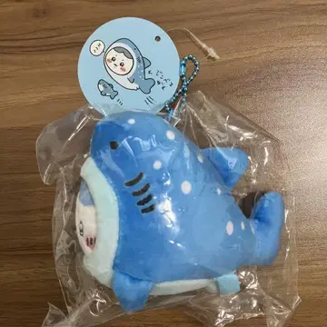 치이카와 수족관 진베이 상어 하치와레