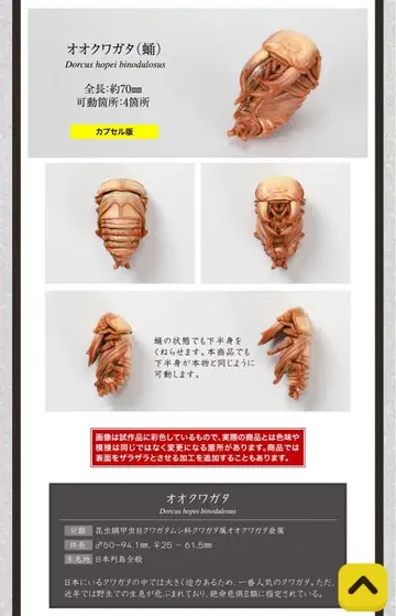 오오쿠와가타(번데기) 생물대도감 장수풍뎅이 10