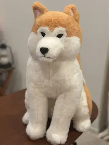 BIG 사이즈 호코리 아키타견 하치헤이 가이 포카마루 45cm