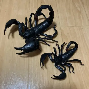 생물대도감 대왕전갈 대소 세트