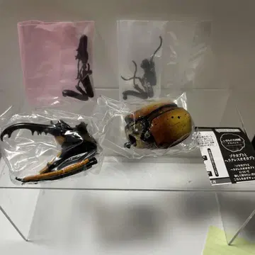 생물대도감 어드밴스 헤라클레스 에쿠아토리안