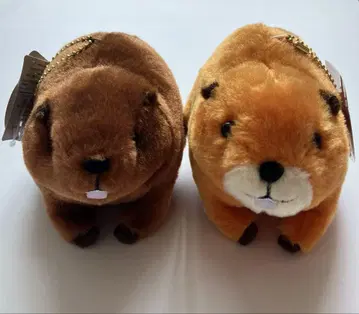 통통한 비버 봉제 인형 키링 2개 세트 미사용 택 포함