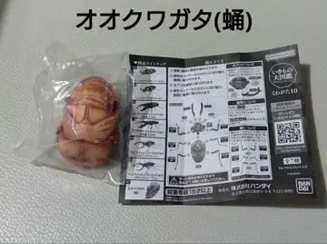 생물대도감 오쿠와가타의 번데기