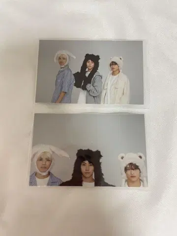 timelesz 동물 핀업 2장
