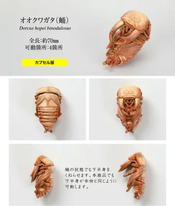생물대도감 장수풍뎅이 10 니지이로쿠와가타(레드)와 오오쿠와가타 번데기