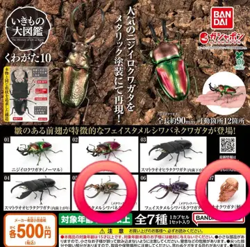 생물대도감 10 오쿠와가타 번데기 페이스타멜 주름 사슴벌레 그린