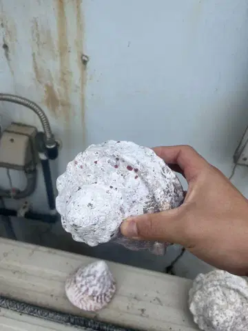 샤코가이 약 14cm