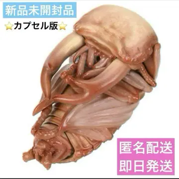 생물대도감 장수풍뎅이 10 오오쿠와가타(번데기) 새상품 미개봉품