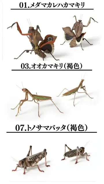 3종 세트 사마귀 메뚜기 생물대도감 곤충