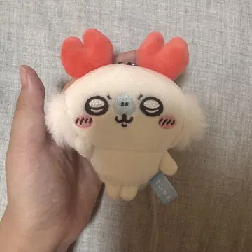 치이카와 모몽가 가니 씨