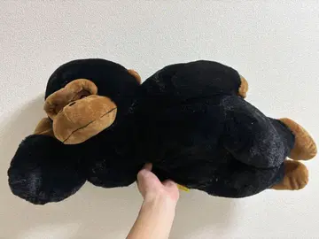 고릴라의 고리군
