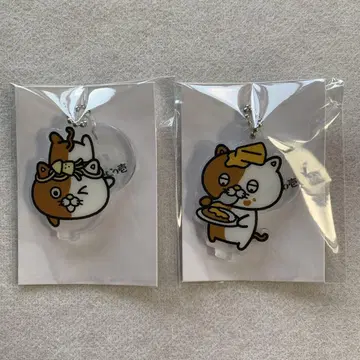CoCo이치반야 고양이 이치