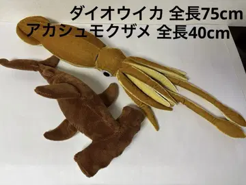 COLORATA 초리얼 대왕오징어 BIG 봉제 인형 & 아카슈모쿠자메