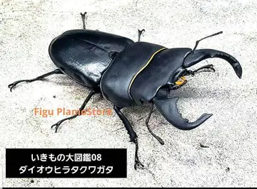 생물대도감 08 대왕사슴벌레