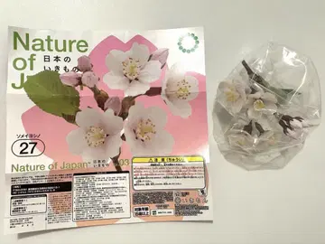 일본의 생물 Nature of Japan 소메이요시노