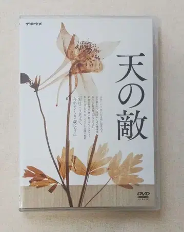 이키우메 천의 적 DVD 2022년 공연 마에카와 지오