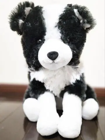 쿠타리 보더 콜리