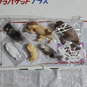 동물원 안 보고 자는 6종