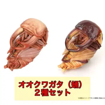 생물대도감 곤충 생물 가챠