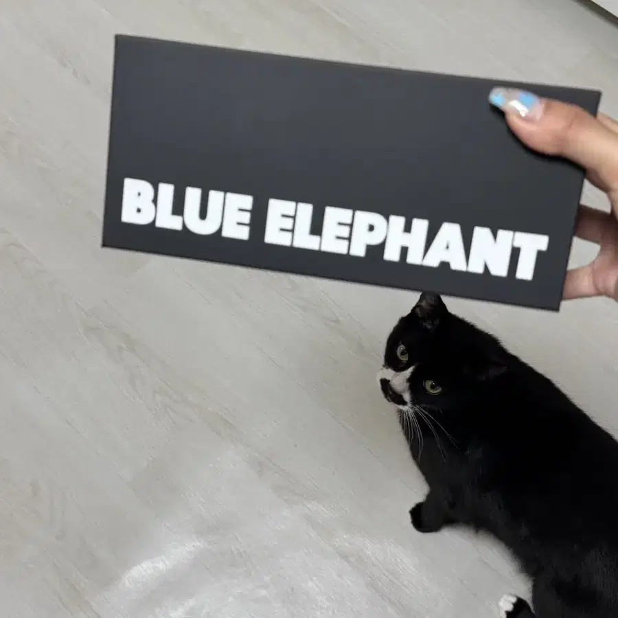 メガネ BLUE ELEPHANT TIAGO 5SH127 SUNGLASSES - BLUE ELEPHANT