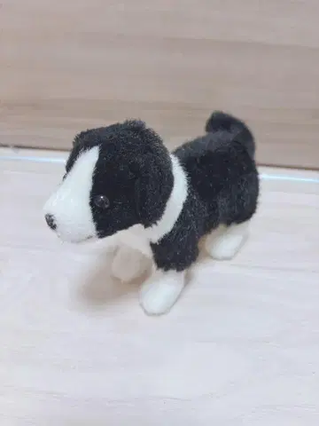 Kosen 케이센 보더 콜리 강아지 독일제