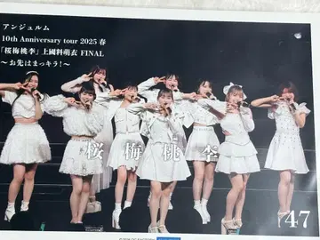 안주루무 벚꽃 매실 복숭아 핑포스 47