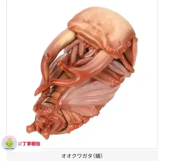 생물대도감 장수풍뎅이 10 오쿠와가타 가챠 1개