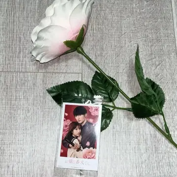 아가씨와 경비견 군