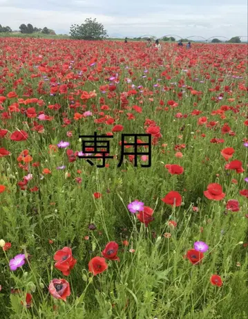 yori 요리 라메 클로버 티어드 베스트 화이트