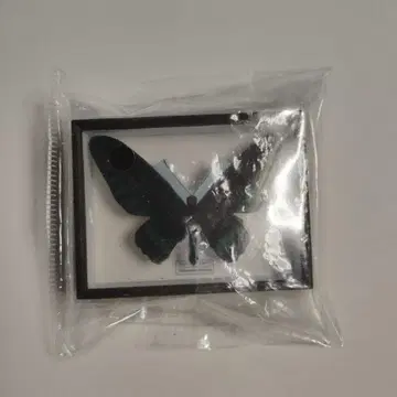 가챠 독일 상자 마그넷 컬렉션 아카에리 트리바네 아게하 미사용 새상품