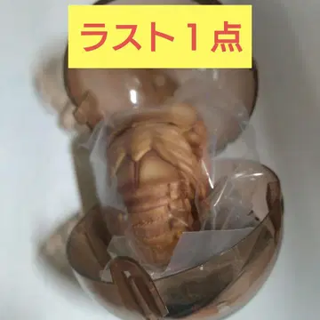생물대도감 장수풍뎅이 10 오쿠와가타 번데기 가챠