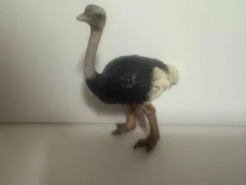 슐라이히 타조
