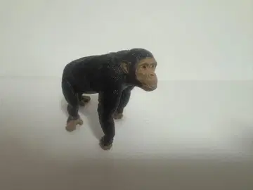 슐라이히 침팬지