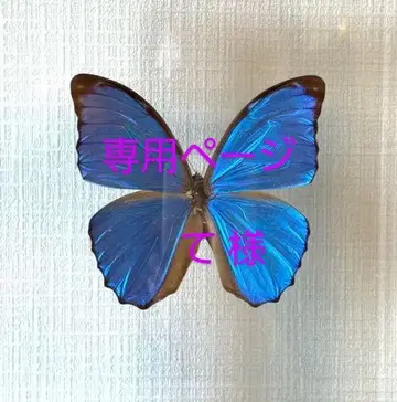 브라이스용 오이란 가발