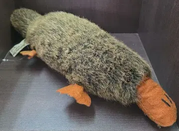 Ausfalian Toys 오리너구리 봉제 인형 미사용