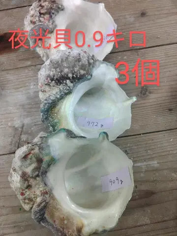 야광 조개 0.9kg 3개