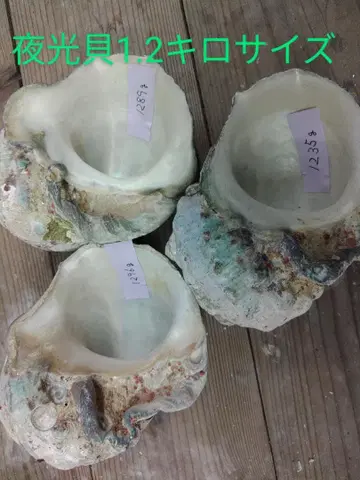 야광 조개 1.2kg 사이즈 3개