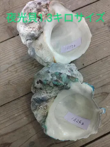 야광 조개 1.3kg 2개 세트
