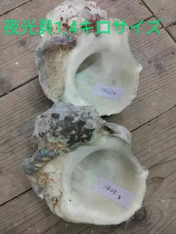 야광 조개 1.4kg 사이즈 2개