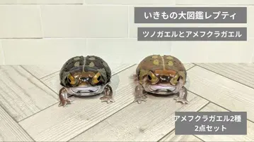 생물대도감 레프티/뿔개구리와 아메후쿠라개구리 2개 세트