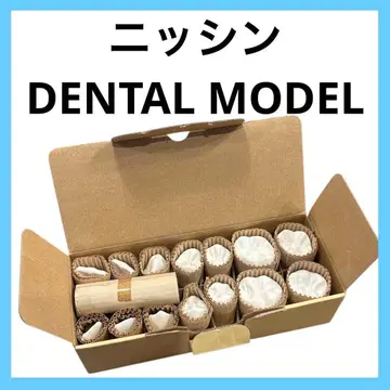 치과 위생사 닛신 치과 모델 C4-304 (L14S) 석고 모형
