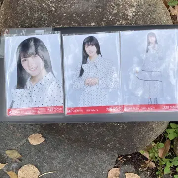 노기자카46 브로마이드 전지 오사카 사복 도트 오코시 히나노 컴프
