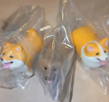 좋은 막대기를 겟한 개 코기 시바견 닥스훈트 3개 세트
