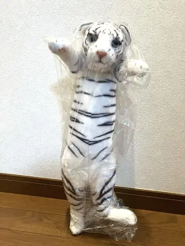 타치이 Zoo 가오 화이트 타이거