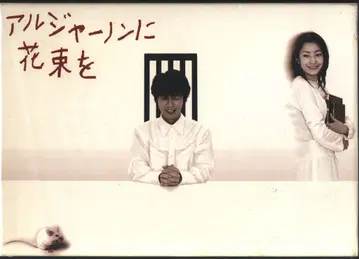 드라마 DVD 알저논에 꽃다발 DVD-BOX