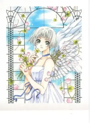 CLAMP 전 한정 판매 컬러) CLOVER 파샤 컬렉션