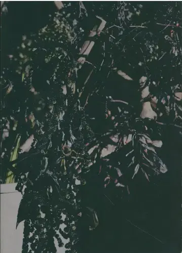 꽃 도둑 / 도요타 카즈시 RYUKO