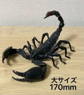 대왕 전갈 생물대도감 전갈 곤충 생물 가챠